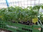 Junge Pflanzen, Tomaten, Paprika, Kürbis, Minze, Borretsch, Erdkirsche, Maggikraut, Ringelblumen